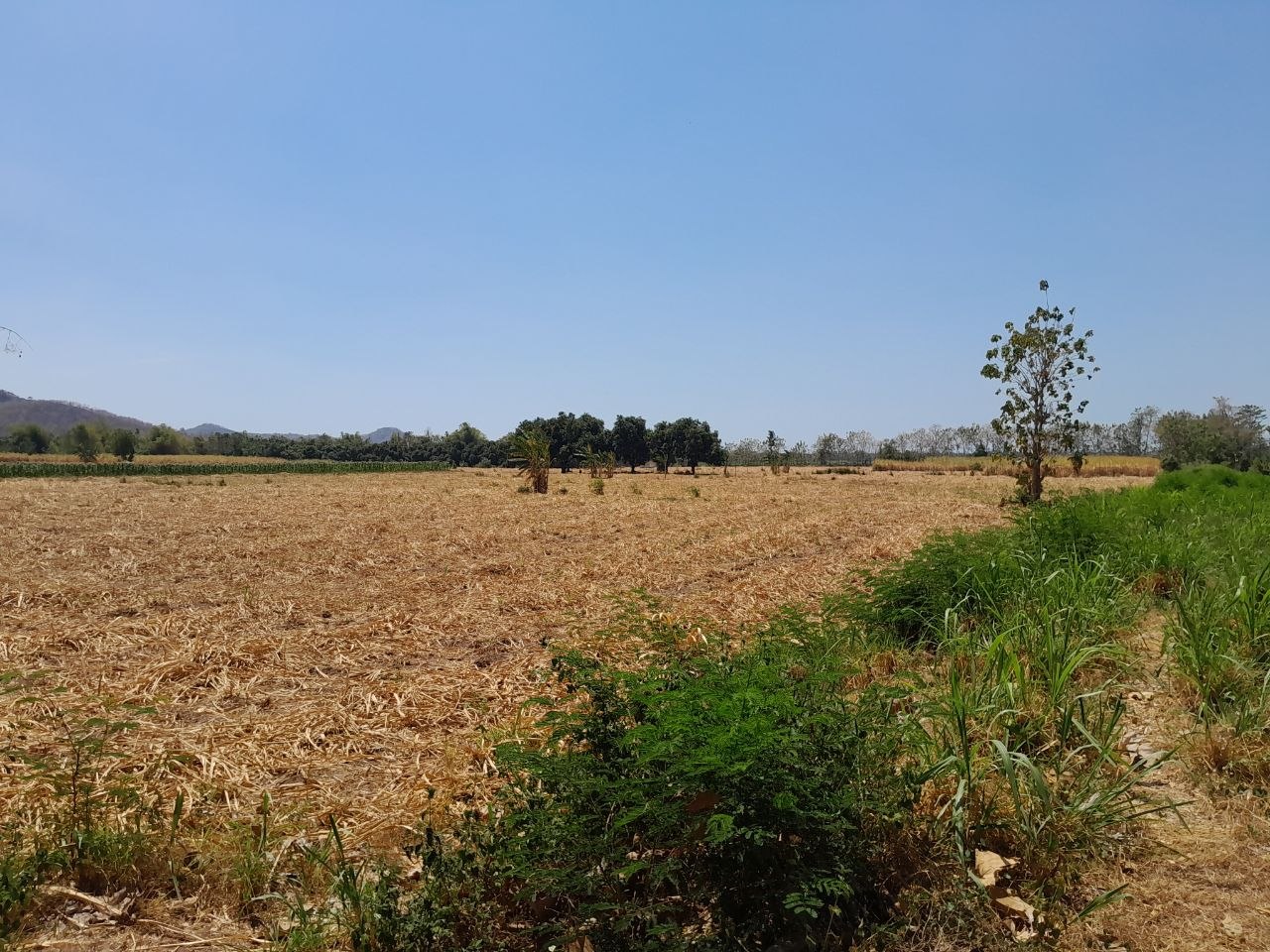 Tanah Sawah dan Kebun Mangga BPP Kendit